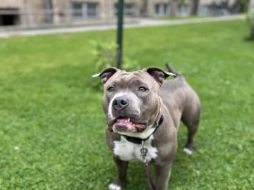 American bully