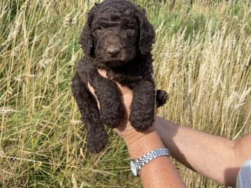 Labradoodle · Nol · Lyckliga Vovven