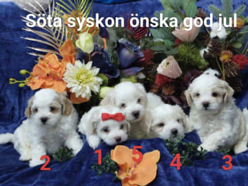 Söta valpar