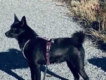 Norsk buhund · Elverum · Aud Hilde Sommer