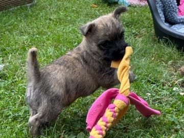 Cairnterrier · Grillby · Stoneglade's