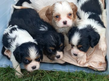 Cavalier King Charles Spaniel · Katrineholm · Linda M.