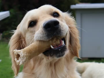 Golden retriever · Tjällmo · Ekbergarn’s  kennel