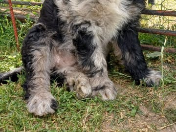 Aussiedoodle · Fredericia · Overgaards hvalpe