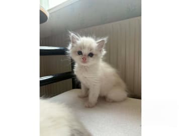 Ragdoll · Edsele · S*Hjälmvid's