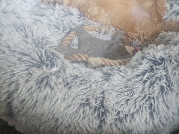 Blandras Dvärg pudel/ Bichon Havanais · Höör · Carola J.