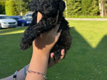 Cockerpoo · Kristinehamn · Marielle B.