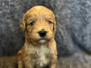 Labradoodle · Vänge · Vanessa W.