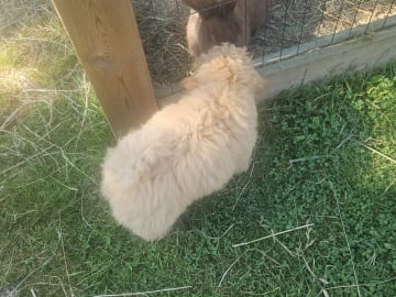 Blandras Dvärg pudel/ Bichon Havanais · Höör · Carola J.