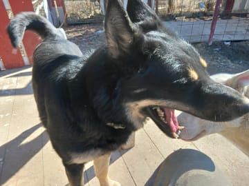 Sibirian husky- Schäfer · Sollefteå · Kenneth J.
