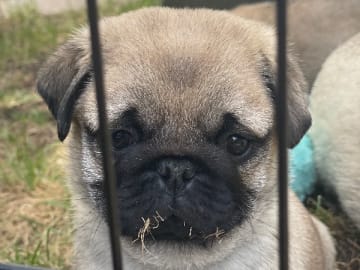 Pug · Linköping · Mixalex
