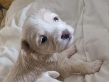Maltipoo · Torshälla · Maltipoo