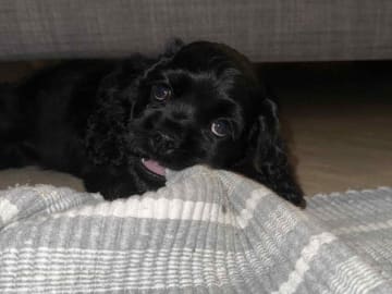 Amerikansk cocker spaniel · Malungsfors · Casadis