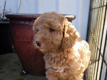 Cockerpoo · Nol · Anfastebo hunduppfödning