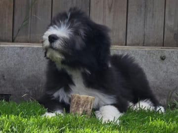 Bearded collie · ängelholm · Beardmarked's