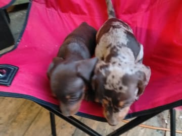 Dachshund · Gjesåsen · Line Merethe Suomalainen