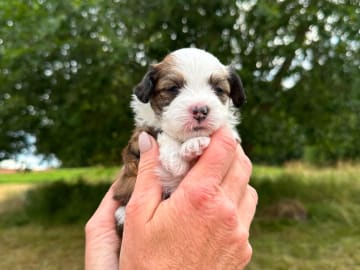 Chinese crested dog · Västerås · Vovverollens