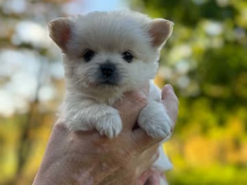 Pomchi · Vikbolandet · Bodil A.