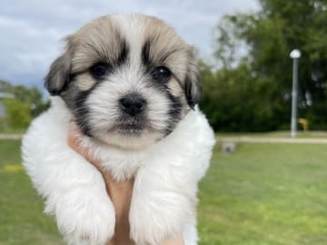 Malteser mix · Oxie · Mathias O.