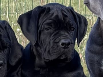 Cane corso · Norra Sorunda · Red Boss