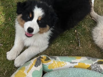 Australian shepherd · Ulrika · Best Of Brawehearts