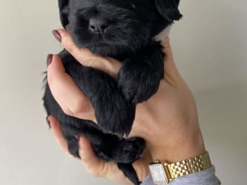Cockerpoo · Malmö · Cockerpoolyckan