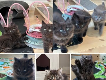 Sibirisk katt · Stockholm · Petit Pavot