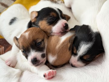 Limelight Kennels