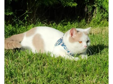 British Shorthair · Strängnäs · S*Pärlugglan's