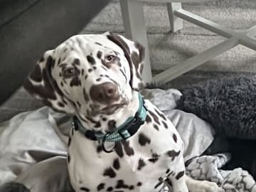 Dalmatiner · Frekhaug · Kennel Shospot