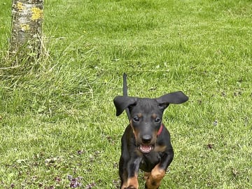 Manchesterterrier · Rennesøy · WestChester Kennel