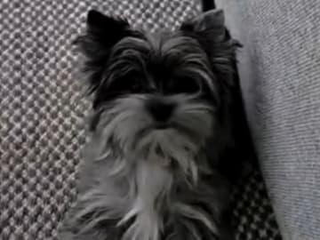 Yorkshireterrier · Sjöbo · Jeanette M.
