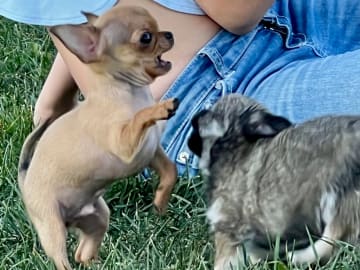 Chihuahua · Fjärdhundra · Bastängens