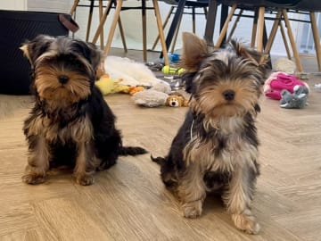 Yorkshireterrier · Føvling · Guldal´s Danske
