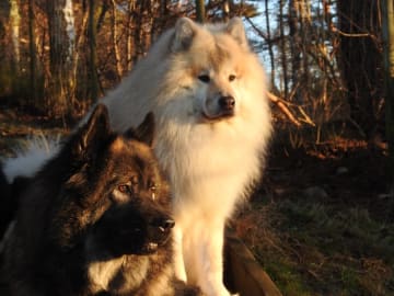 Eurasier · Lysekil · Essmania's