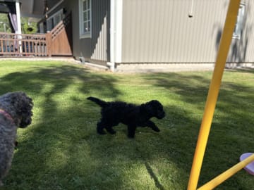 Cockerpoo · Kristinehamn · Marielle B.