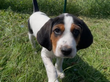 Halden Hound (Haldenstøver) · Tangen · Lykkelosberget