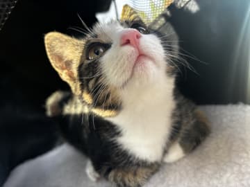 Bondkatt · Göteborg · Mince