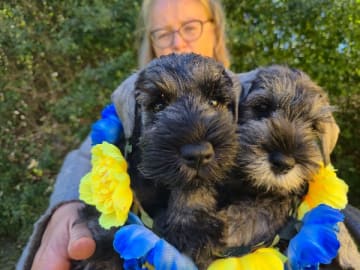 Dvärgschnauzer · Upplands Väsby · Arbaq's