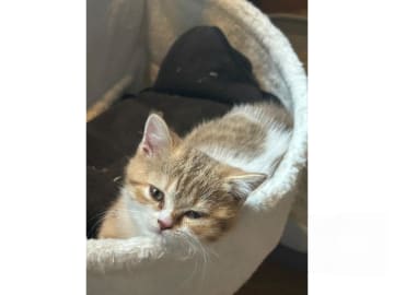 British Shorthair · Strängnäs · S*Pärlugglan's