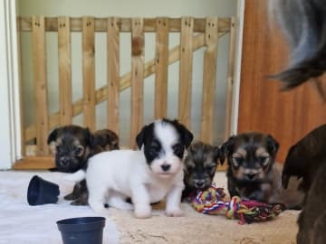Bichon havanais · Svendborg · Inge Strøm
