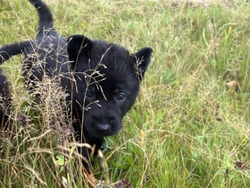 Tysk Schäferhund · Vrå · Bayogi