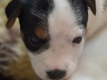 Parson russell terrier · Ljungsbro · Tinchens