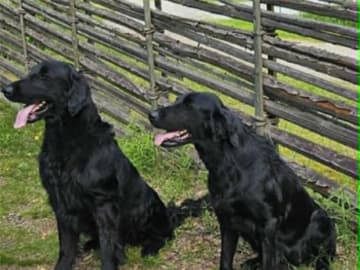 Flat Coated Retriever · Åkers Styckebruk · Quiet Runners