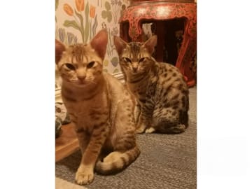 Ocicat · Nyköping · SE*Aspkatter