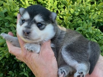 Finsk lapphund · Veberöd · Lejoncrona