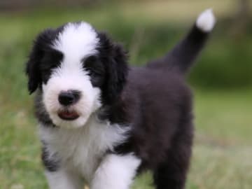 Bearded collie · Hammarö · Hillbacka
