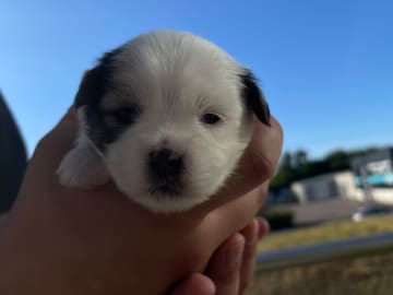 Malteser mix · Oxie · Mathias O.
