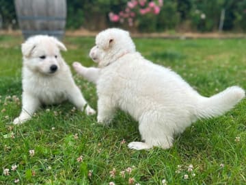 Vit herdehund · Gørlev · Annika Mikkelsen