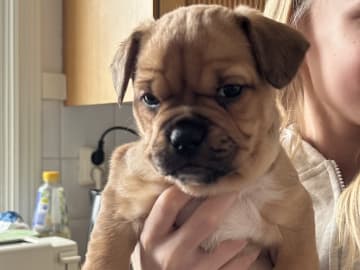 Fransk bulldog och Australiensisk Sheperd · Karlstad · Mia A.